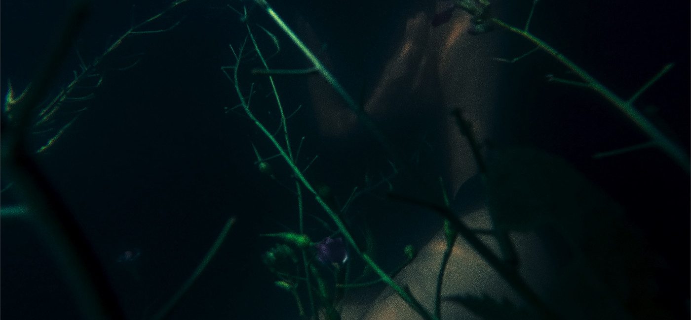 HUMEDAL_1
